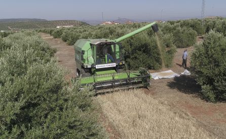 Una cosechadora cosecha la cebada plantada entre olivos de Huelma. Una cosechadora cosecha la cebada plantada entre olivos de Huelma.