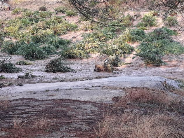 Imagen de viñas afectadas por la tormenta en Sacedón. Imagen de viñas afectadas por la tormenta en Sacedón.