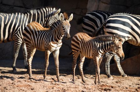 La cebra Milagritos (derecha) junto a su hermana Bani, en Bioparc La cebra Milagritos (derecha) junto a su hermana Bani, en Bioparc
