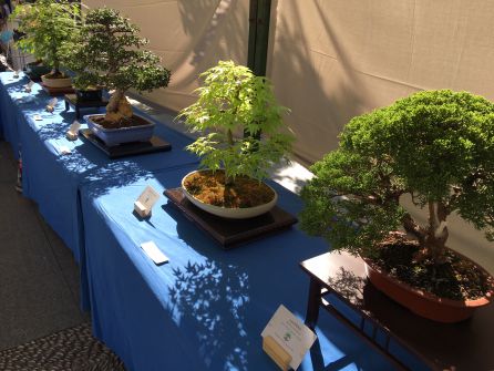 Exposición de bonsais Exposición de bonsais
