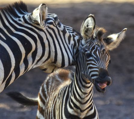 Nace una tercera cebra en Bioparc Nace una tercera cebra en Bioparc