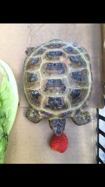 Imagen de Tortu, la mascota de Noa Imagen de Tortu, la mascota de Noa