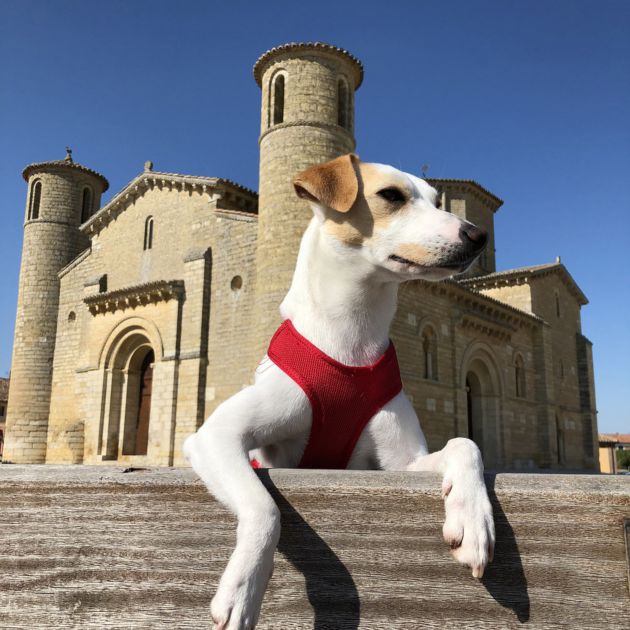Pipper, el primer perro turista de viaje por España Pipper, el primer perro turista de viaje por España