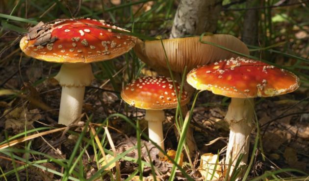 Disfruta del otoño en Castilla-La Mancha Disfruta del otoño en Castilla-La Mancha