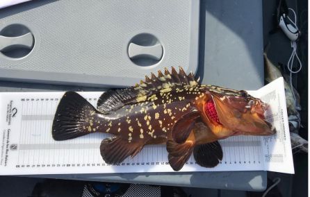 Peces: Interceptado un pescador furtivo en la Reserva de Es Freus Peces: Interceptado un pescador furtivo en la Reserva de Es Freus