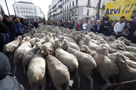 Los rebaños de ovejas pasan por la Puerta del Sol de Madrid con motivo de la Fiesta de la Trashumancia Los rebaños de ovejas pasan por la Puerta del Sol de Madrid con motivo de la Fiesta de la Trashumancia
