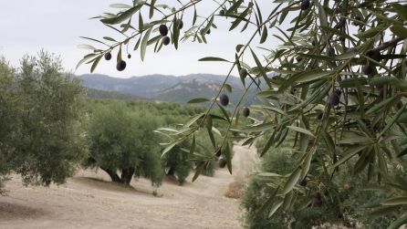 Los olivares de las comarca de Cazorla precisan de las lluvias previstas para alcanzar el punto de maduración del fruto y un rendimiento óptimo Los olivares de las comarca de Cazorla precisan de las lluvias previstas para alcanzar el punto de maduración del fruto y un rendimiento óptimo