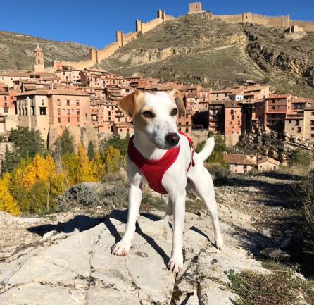Foto de Pipper en su visita a Albarracín Foto de Pipper en su visita a Albarracín