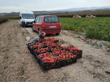 Pilladas con 400 kilos de pimientos robados Pilladas con 400 kilos de pimientos robados