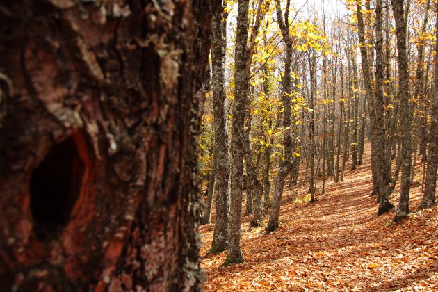 Castañar de El Tiemblo en otoño Castañar de El Tiemblo en otoño