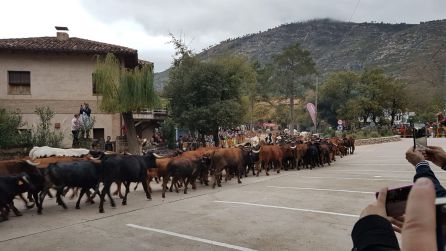 El paso de las vacas que bajaban de los altos pastos lejos de un contratiempo para la fiesta supuso un gran atractivo El paso de las vacas que bajaban de los altos pastos lejos de un contratiempo para la fiesta supuso un gran atractivo