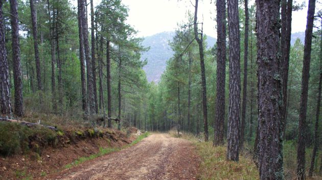 En el recorrido de subida vamos metidos por un bosque cerrado de pinos, cubiertos sus troncos por un gran número de líquenes y con suelos de musgos. En el recorrido de subida vamos metidos por un bosque cerrado de pinos, cubiertos sus troncos por un gran número de líquenes y con suelos de musgos.