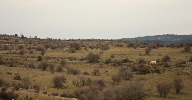 El paisaje cambia y encontramos zonas abiertas con matorral de enebro y sabinas albares resistentes a las duras condiciones de este terreno. El paisaje cambia y encontramos zonas abiertas con matorral de enebro y sabinas albares resistentes a las duras condiciones de este terreno.