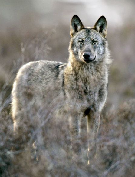 Un lobo ibérico ('Canis lupus signatus') en la sierra de la Culebra, al noroeste de la provincia de Zamora. Un lobo ibérico ('Canis lupus signatus') en la sierra de la Culebra, al noroeste de la provincia de Zamora.
