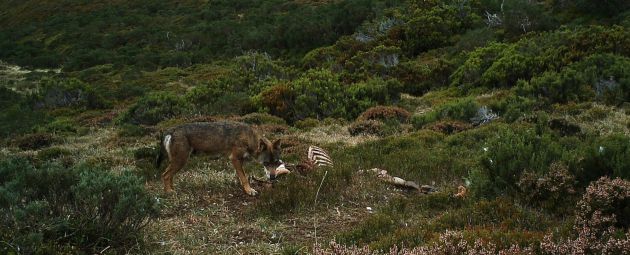 Los lobos siguen siendo hoy en día una amenaza para el ganado. Los lobos siguen siendo hoy en día una amenaza para el ganado.