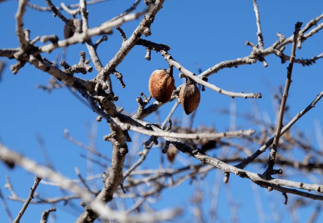 Xylella fastidiosa: la plaga letal Xylella fastidiosa: la plaga letal