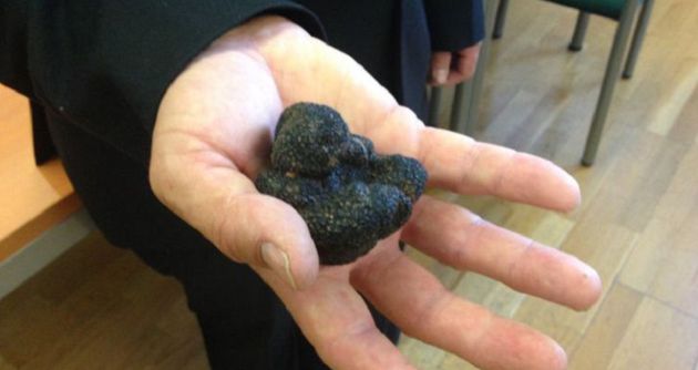La campaña de trufas se prolonga entre diciembre y marzo. La campaña de trufas se prolonga entre diciembre y marzo.