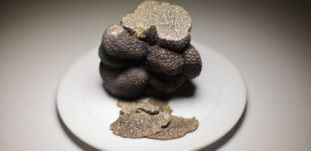 La trufa es muy apreciada en gastronomía. La trufa es muy apreciada en gastronomía.