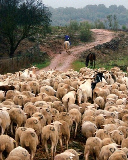 La trashumancia, una de las peculiaridades del cordero de Santiago-Pontones La trashumancia, una de las peculiaridades del cordero de Santiago-Pontones