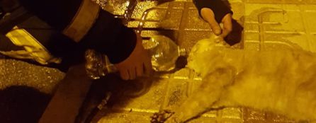 Un bombero da agua a un gato afectado por el incendio en la calle Sevilla de Martos. Un bombero da agua a un gato afectado por el incendio en la calle Sevilla de Martos.