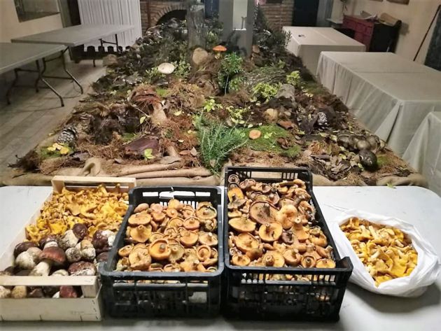 Todas las setas recolectadas antes de ser cocinadas para la Jornada Gastronómica en El Coto de MaRU Todas las setas recolectadas antes de ser cocinadas para la Jornada Gastronómica en El Coto de MaRU