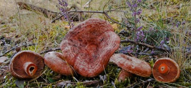 El níscalo u hongo de pino es una de las especies más buscadas en la Serranía de Cuenca. El níscalo u hongo de pino es una de las especies más buscadas en la Serranía de Cuenca.
