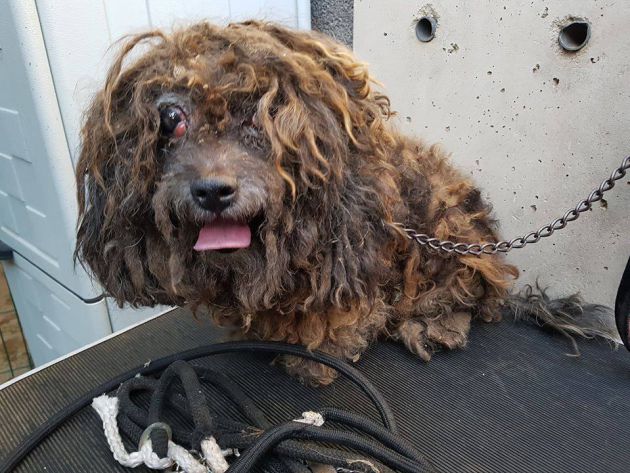 Perros: Pacma denuncia dos casos de maltrato animal en Tenerife Perros: Pacma denuncia dos casos de maltrato animal en Tenerife
