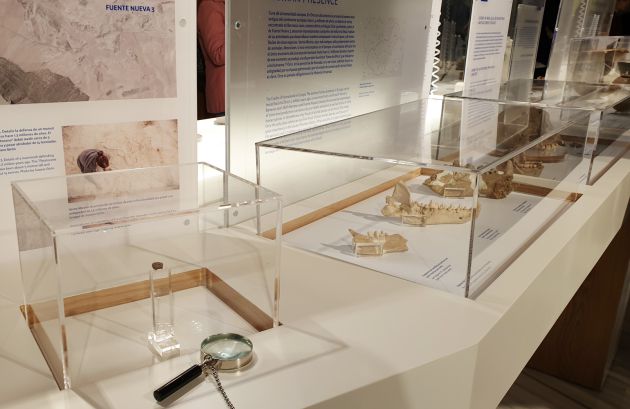 La UGR explica en esta muestra el importante significado paleontológico de las cuencas del norte de la provincia La UGR explica en esta muestra el importante significado paleontológico de las cuencas del norte de la provincia
