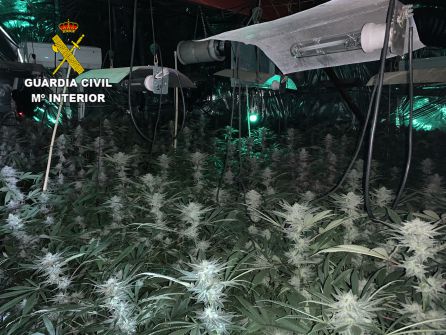 La Guardia Civil interviene casi mil plantas de marihuana en Guadalajara La Guardia Civil interviene casi mil plantas de marihuana en Guadalajara