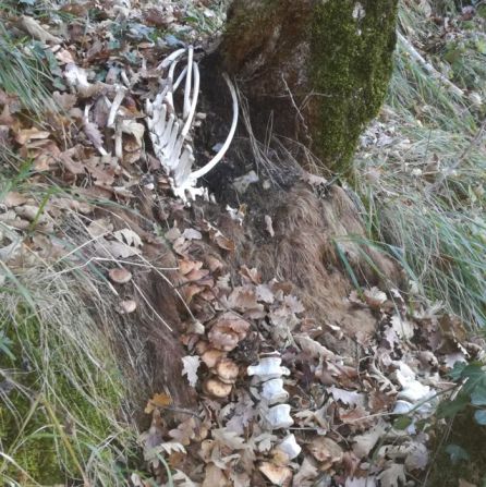 Aparecen los restos esqueletizados de un oso pardo en Tejedo del Sil Aparecen los restos esqueletizados de un oso pardo en Tejedo del Sil
