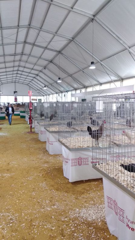 Hoy por Hoy desde la XV Feria de la Gallina Utrerana Hoy por Hoy desde la XV Feria de la Gallina Utrerana