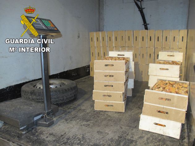 Una tonelada de setas incautadas y 18 personas denunciadas por recogida ilegal en Guadalajara: Incautan una tonelada de níscalos recogidos de forma ilegal en Guadalajara Una tonelada de setas incautadas y 18 personas denunciadas por recogida ilegal en Guadalajara: Incautan una tonelada de níscalos recogidos de forma ilegal en Guadalajara