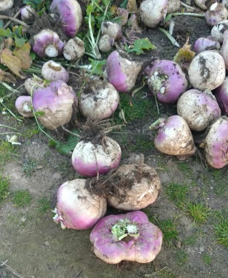 Los primeros nabos recogidos de cara a Jarramplas 2019 Los primeros nabos recogidos de cara a Jarramplas 2019