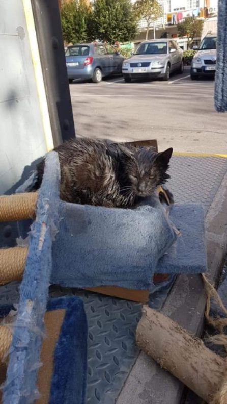 El gato, rociado con gasolina en su cama El gato, rociado con gasolina en su cama