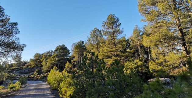 La ruta nos lleva por el corazón de la Serranía de Cuenca. La ruta nos lleva por el corazón de la Serranía de Cuenca.