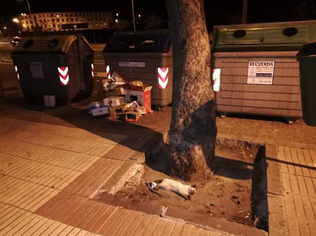 Nuevo gato envenenado en Segovia Nuevo gato envenenado en Segovia