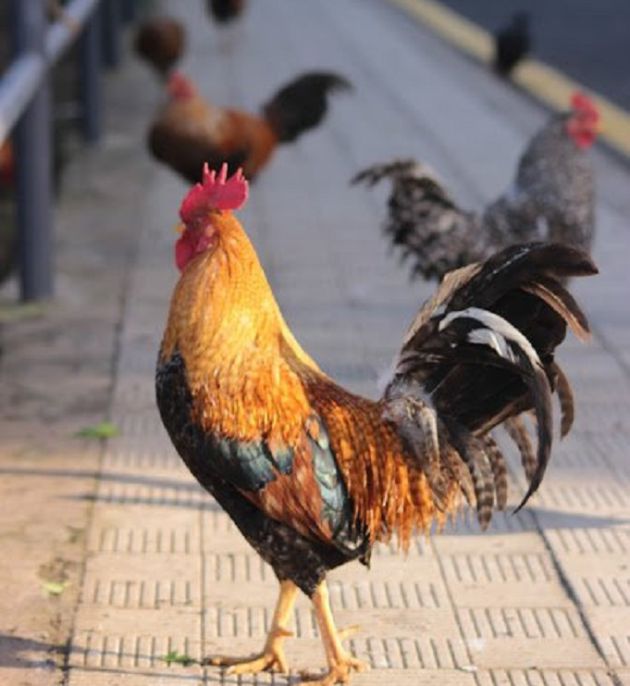 La Laguna retirará las gallinas del barranco de La Verdellada La Laguna retirará las gallinas del barranco de La Verdellada