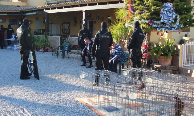 El Campeonato Nacional de Peleas de Gallos se celebraba en Sangonera La Verde El Campeonato Nacional de Peleas de Gallos se celebraba en Sangonera La Verde