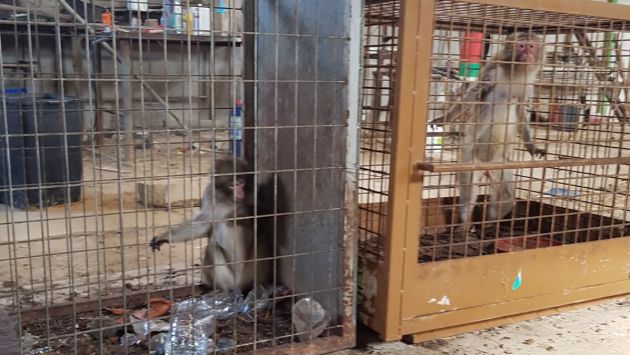Dos de los cinco macacos rescatados en Guardamar del Segura (Alicante) Dos de los cinco macacos rescatados en Guardamar del Segura (Alicante)