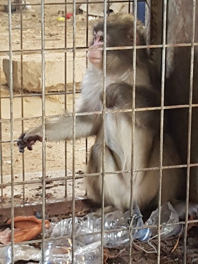 Cinco macacos rescatados en Guardamar encuentran un hogar digno en Gales Cinco macacos rescatados en Guardamar encuentran un hogar digno en Gales