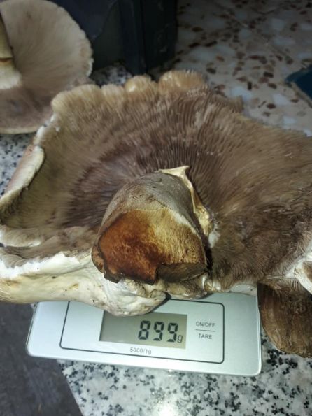 La seta de chopo pesó casi un kilogramo La seta de chopo pesó casi un kilogramo