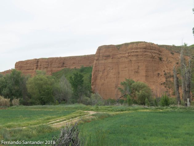 Turismo naturaleza: La diversidad "emplumada" del Henares en su curso por la provincia: La diversidad "emplumada" del río Henares a su paso por la provincia Turismo naturaleza: La diversidad "emplumada" del Henares en su curso por la provincia: La diversidad "emplumada" del río Henares a su paso por la provincia