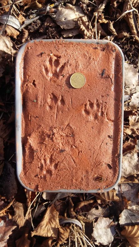 Se confirma la presencia del visón en el Parque Natural de la Montaña Palentina Se confirma la presencia del visón en el Parque Natural de la Montaña Palentina