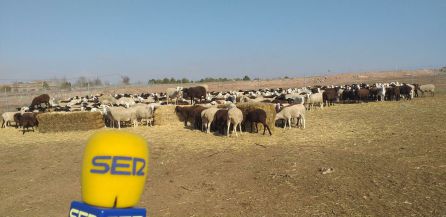 Antonio Tejado: "Las ovejas y la radio son mis compañeras cada día" Antonio Tejado: "Las ovejas y la radio son mis compañeras cada día"