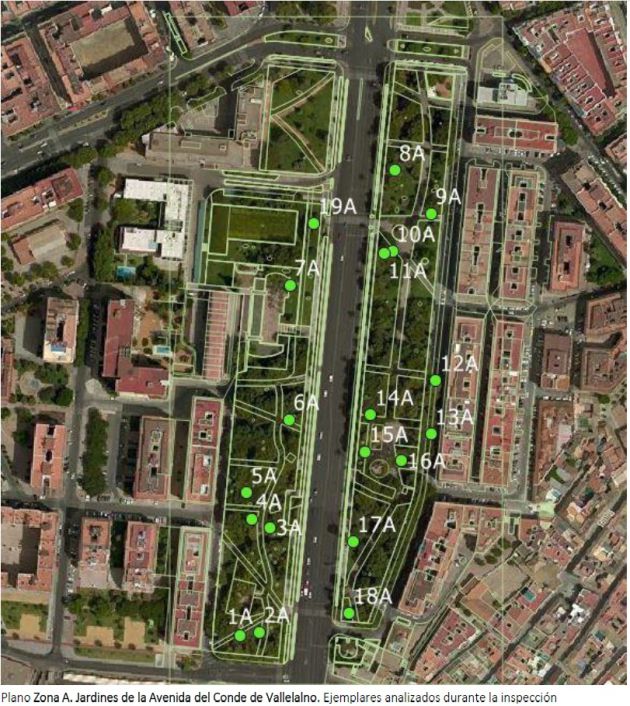Plano del estudio de ejemplares en Vallellano Plano del estudio de ejemplares en Vallellano
