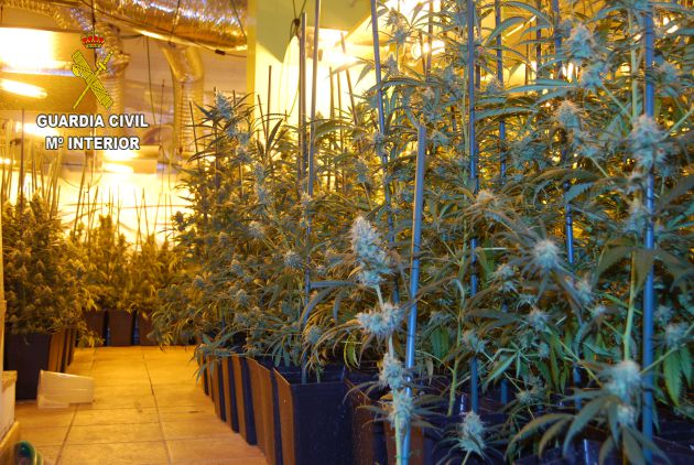 Desmantelada una plantación de marihuana en un unifamiliar de Pioz (Guadalajara): Dos detenidos y 800 plantas de marihuana incautadas en Pioz Desmantelada una plantación de marihuana en un unifamiliar de Pioz (Guadalajara): Dos detenidos y 800 plantas de marihuana incautadas en Pioz