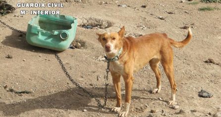 Uno de los perros vivos encadenados y que fue encontrado por el SEPRONA. Uno de los perros vivos encadenados y que fue encontrado por el SEPRONA.
