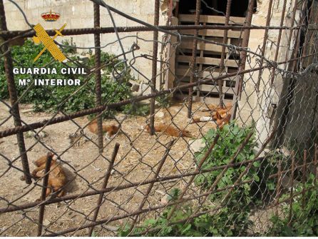 Unos perros se encontraban fallecidos y otros en estado de abandono y desnutrición Unos perros se encontraban fallecidos y otros en estado de abandono y desnutrición