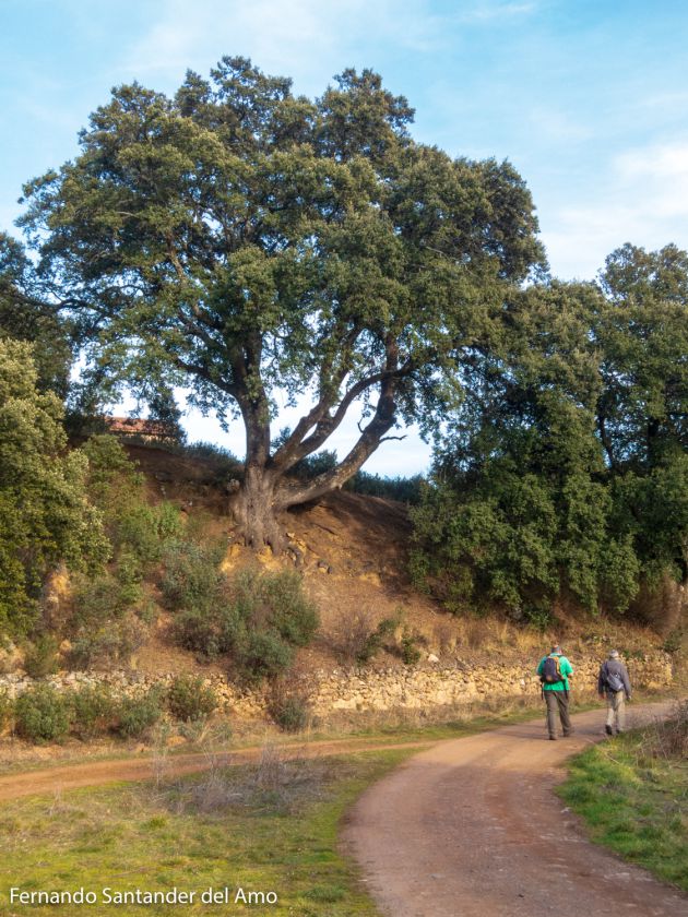 De Almiruete a Retiendas....: De Almiruete a Retiendas, un paseo verde y diverso por la Sierra De Almiruete a Retiendas....: De Almiruete a Retiendas, un paseo verde y diverso por la Sierra
