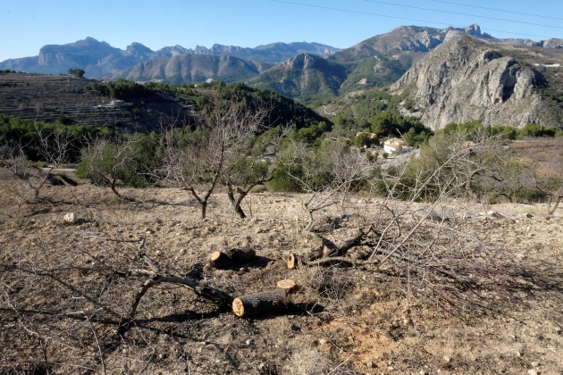 Xylella fastidiosa Xylella fastidiosa